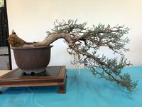 Cal juniper 1.jpg