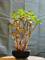 crassula01bt01_231111b.jpg