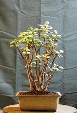 crassula01bt01_231111c.jpg