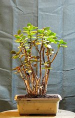 crassula01bt01_231111d.jpg