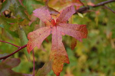 liquidambar-orientalis-autumn-leaf.jpg