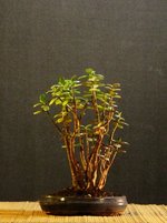crassula01bt01_231118a.jpg
