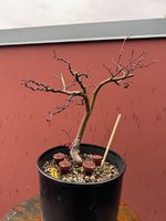 IMG_0754.jpeg