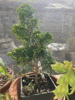 hinoki.jpg