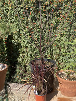 purpleleafplum.jpg