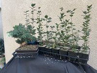 IMG_7019.jpeg