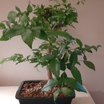 water jasmine inside..jpg