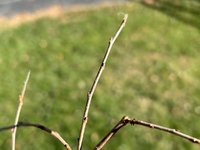 IMG_7582.jpeg