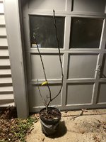 IMG_0139.jpeg