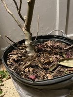 IMG_0140.jpeg