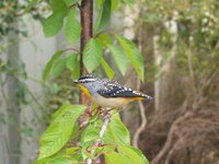 CH050205c.JPG CH050205c.JPG