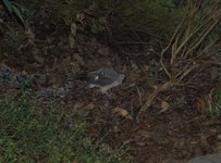 CH050429c.jpg CH050429c.jpg