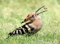 large.9423934-orig.jpg.9639a732c12582eddb9e1d9ba0e46a64.jpg large.9423934-orig.jpg.9639a732c12582eddb9e1d9ba0e46a64.jpg