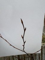 IMG_6149.jpeg