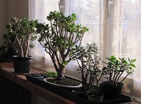 Crassulaceae_231208.jpg