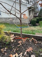 IMG_2136.jpeg