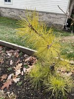 IMG_2137.jpeg