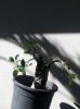 20131208_152822 (600x800).jpg