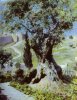 An Olive-Tree in the Garden of Gethsemane. 1882.jpg
