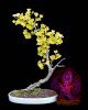 YT-Ginkgo.jpg