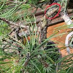 IMG_1726.jpeg