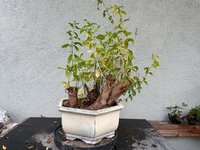 IMG_7749.jpeg