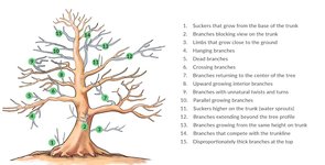 pruning-bonsai-trees-illustration.jpg