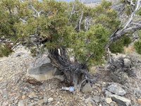 Utah Pine Yamadori.jpg