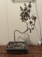 IMG_2997.JPEG