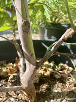 IMG_7281.jpeg