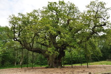 Major_Oak_(9494).jpg