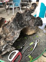 burl 3.jpg