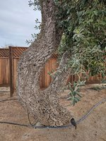 Twin Trunk Cork Bark Oak.jpg