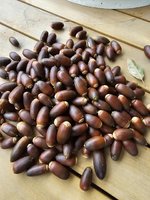 Pile of Acorns.jpg