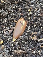 Acorn Sprouting.jpg