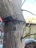 IMG_0775.jpeg