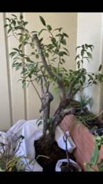 IMG_0892.PNG IMG_0892.PNG