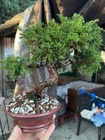 shimpaku bonsai shohin.jpg