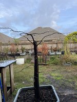 IMG_0808.jpeg