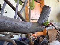 IMG_7702.jpeg