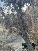 IMG_2955.jpeg IMG_2955.jpeg