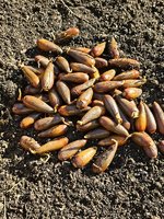 Valley Oak Acorns.jpg