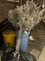 IMG_3173.jpeg