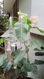 Fig Leaves-big-min.jpg Fig Leaves-big-min.jpg