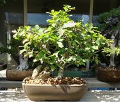 big leaves.jpg