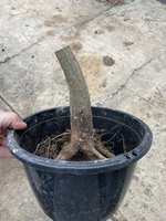 IMG_0678.jpeg