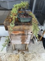 Juniper124243.jpg