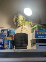 IMG_4952.jpeg