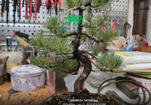 white pine 1.png