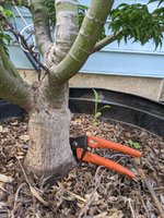 Shishigashira Maple May 2023 trunk.jpg